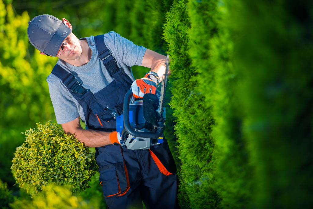 A landscaper pruning the trees